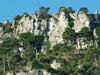 8. While birding in the Cardó massif you may notice that it still has some very old trees.  