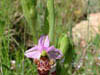   14. A flower with the name of a bird: the Woodcock Orchid.