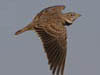   26. Calandra Larks are abundant and noisy inhabitants of the nearby drylands. 