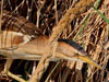   34. Little Bitterns are here too, although they are difficult to spot.