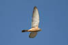   39. Lesser Kestrels are making a comeback in Catalonia. 