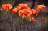   45. April and May are the months for fields full of poppies. 