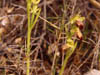   49. This time the Ophrys orchid is the Sombre Bee Orchid. 