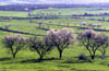   58. The blossoms on the almond trees are often the first visible signs of spring. 