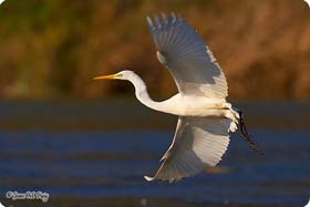 Great White Egret - Birding in Llobregat Delta