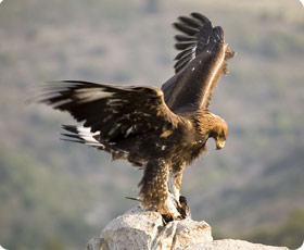 Golden Eagle