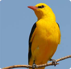 Golden Oriole - Birding in S'Albufereta Natural Reserve, Mallorca