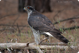 Goshawk - The Massifs of Cardó and Boix