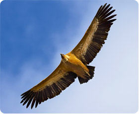 Griffon Vulture - Els Ports Natural Park