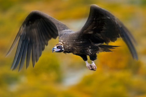 Birding In Mallorca