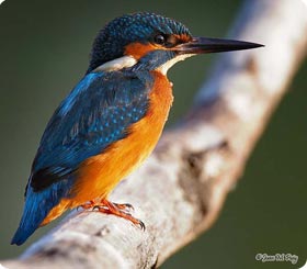 Kingfisher - Flix