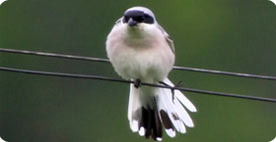 Lesser Grey Shrike - Birding in Drylands of Lleida