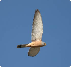 Lesser Kestrel - Monegros: Alcolea to Candasnos