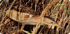Little Bittern - Llobregat Delta