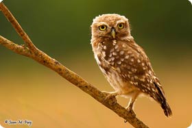 Little Owl - Birding in Bujaraloz, Monegros