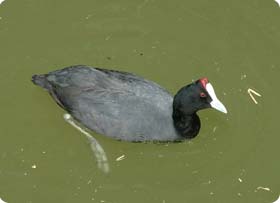The Crested Coot was reintroduced to the reserve and is currently easy to observe in the central area.
