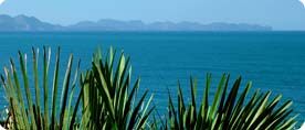 A seaview when birding the Artà peninsula. Alcúdia Bay and headland in the background, Dwarf Fan Palm in the foreground.