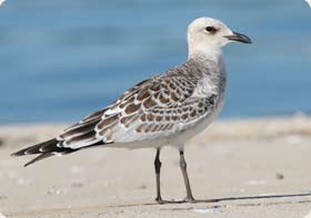 Mediterranean Gull - The Ebro Delta Birding Experience