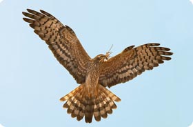 Monty's Harrier