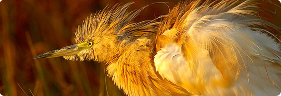 Scuacco Heron - Ebro Delta