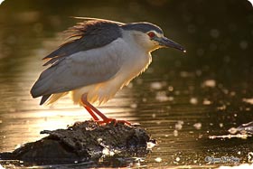 Night Heron - Vilaüt