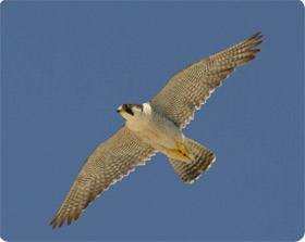 Peregrine Falcon - Birding experience in Monegros: Alcolea and Candasnos