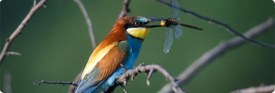 This Phototrip is focused on photographing Bee-eater - Photo by Jan-Michael Breider