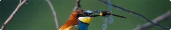 Photography of Bee-eaters (Merops apiaster)