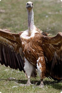 Griffon Vulture showing his impressive wings - Photo by Jan-Michael Breider