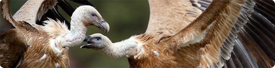 The Griffon Vulture (Gyps fulvus) currently has healthy populations in the region as it increased in number in the last quarter of the last century - photo by Jan-Michael Breider