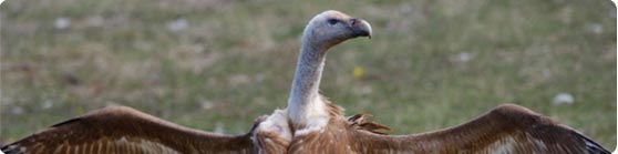 The Griffon Vulture - photo by Jan-Michael Breider
