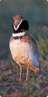 Little Bustard - Photo by Jan-Michael Breider