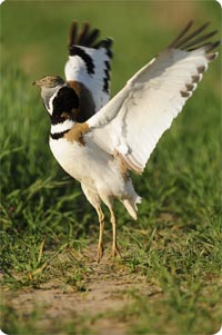 Little Bustard - Photo by Jan-Michael Breider