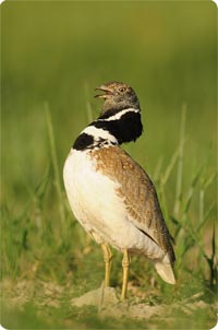 Little Bustard - Photo by Jan-Michael Breider