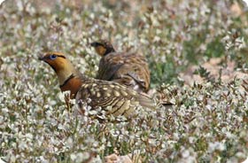 Pin-tailed Sandgrouse - Belchite Steppes, Monegros