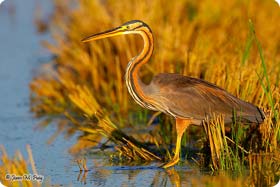 Purple Heron - Ebro Delta Birding Experience