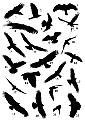 Raptor Silhouettes 2