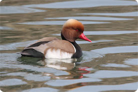 Red-crested Pochard - Birding in Mallorca