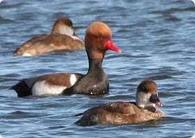 Red-crested Pochard - The Ebro Delta Birding Experience