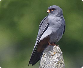 Red-footed Falcon