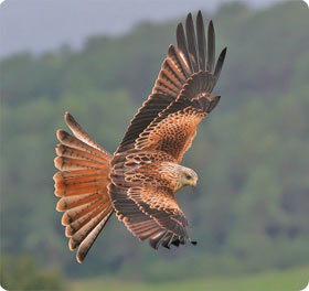 Red Kite - Aigüestortes National Park West