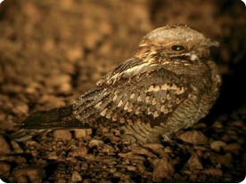 Red-necked Nightjar