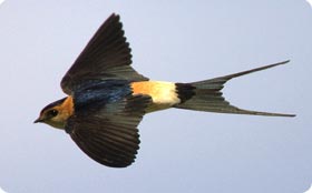 Red-rumped Swallow