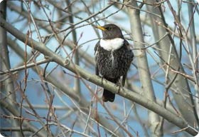 Ring Ouzel - Birding in Serra del Cadí