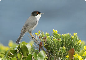 Sardinian Warbler can be found in the fields and bushes