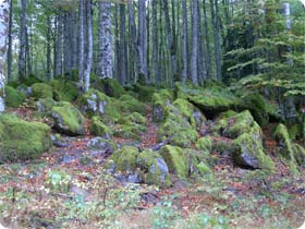 Selva de Iratí and Ori