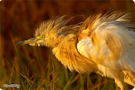 Pleasant surprises often turn up too and then may occur as Collared Pratincole, Squacco Heron...