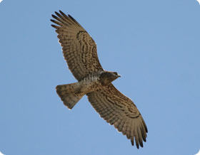 Short-toed eagle is one of the many raptors on this birding itinerary in Aigüestortes National park, west