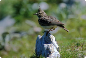 Stone Curlew, Thekla Lark, Short-toed Lark and Serin inhabit the surrounding area and there are distant views over the salines.