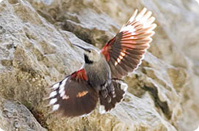 Wallcreeper - Birding in Prat de Cadí